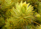 22- Foilage Protea - Leucadrons