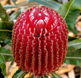 26- Banksias Raspberry Frost