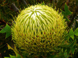 32- Banksias Summer Lime