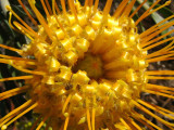 37- Pincushions