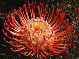 38- Pincushions