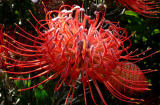 44- Pincushions