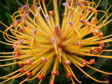 48- Pincushions