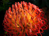 66- Pincushion with early morning dew