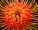 68- Pincushions Hawaiian Sunburst