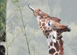 Giraffes Tongue