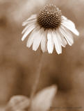 Echinacea in Sepia