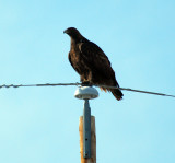 golden eagle...pinedale wyoming