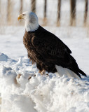american eagle.jpg