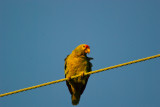 red lored..wild parrots of los angeles ca