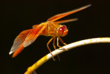 red dragon fly.jpg