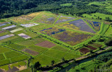 Taro Fields