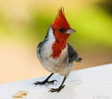 Red Crested Cardinal (Paroaria coronata)