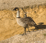 Nene (Branta sandvicensis)