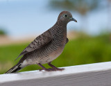 Zebra Dove (Geopilia striata)