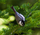Mountain chickadee (Poecile gambeli)