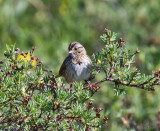 Lincolns sparrow (Melospiza lincolnii)