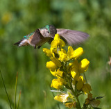Broad-tailed Hummingbird (Selasphorus platycercus)
