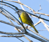 MacGillivrays warbler (Oporornis tolmiei)