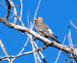 Northern (Red-shafted) flicker (Colaptes auratus)