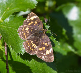 Skipper (unidentified)