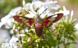 Hummingbird Clearwing Moth (Hemaris thysbe)