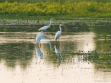 Great Egrets (Ardea alba)