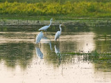 Great Egrets (Ardea alba)