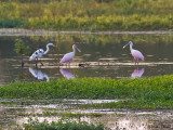 Roseate Spoonbill (Platalea ajaja)