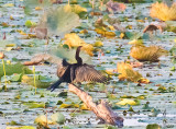 Anhinga (Anhinga anhinga)