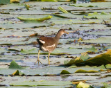 Common Moorhen (Gallinula chloropus)