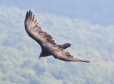 Turkey vulture (Cathartes aura)