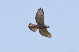Broad-winged Hawk (Buteo platypterus)