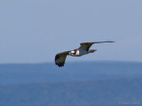 Osprey (Pandion haliaetus)