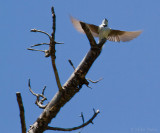 Tree Swallow (Tachycineta bicolor)