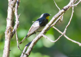Yellow-rumped Warbler Audubons Warbler (Dendroica coronata)