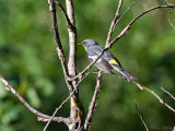 Yellow-rumped Warbler Aududon's Warbler