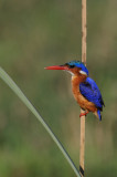 Martin-Pcheur - Malachite kingfisher