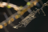 Rectangular web in the African sunset