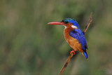 Malachite Kingfisher
