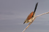 Coucal (white-browed)
