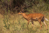 Impala