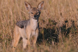 Jackal