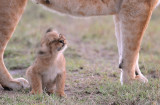 Lion cub