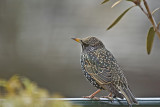 European Starling -Sturnus vulgaris -