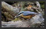  Wood Nuthatch  (Sitta Europaea)Sittelle Torchepot