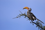 Eastern Yellow-billed Hornbill - Calao  bec jaune -Tockus flavirostris -