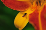 Syrphe