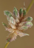 Epi DSC_2795.jpg