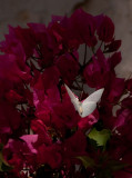 Butterfly in the bougainvilleas
